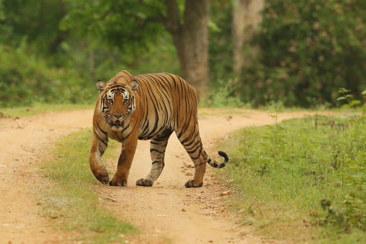 6-Day Golden Triangle Tour with Ranthambore: Delhi, Agra, Jaipur & Tiger Safari photo 2