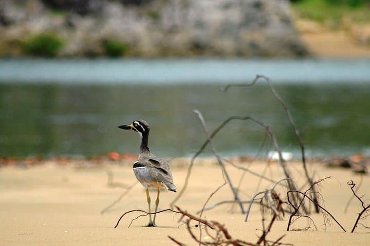 1770 LARC Amphibious Coastline Tour: Bustard Bay Picnic & Eurimbula Sights photo 2