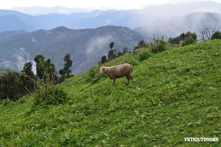 Naag Tibba Trek: 2-Day Beginner Himalayan Trek from Mussoorie photo 2