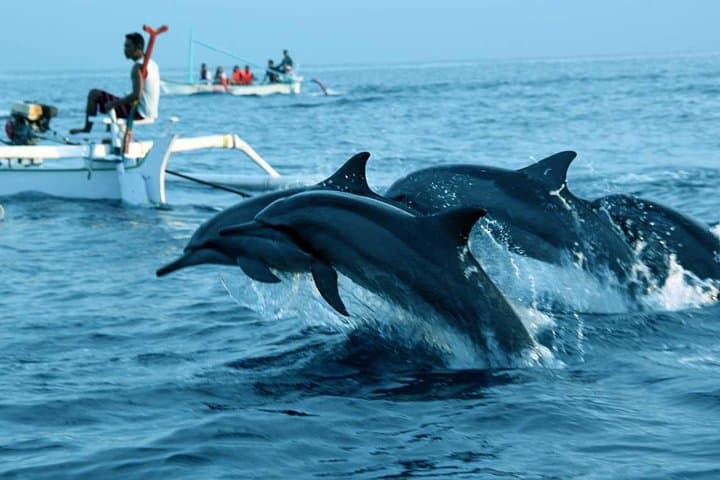North Bali dolphin-watching and waterfalls full-day tour from Lovina photo 2