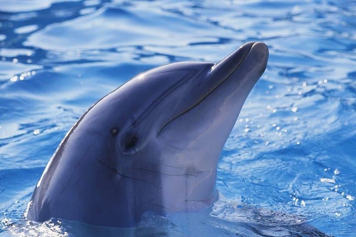 North Bali dolphin-watching and waterfalls full-day tour from Lovina photo 3