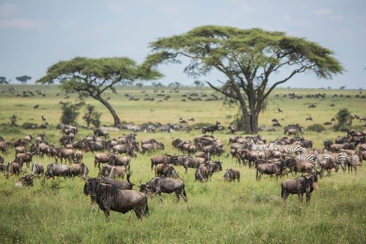 4-Day Tanzania Safari: Tarangire, Serengeti & Ngorongoro Adventure photo 3