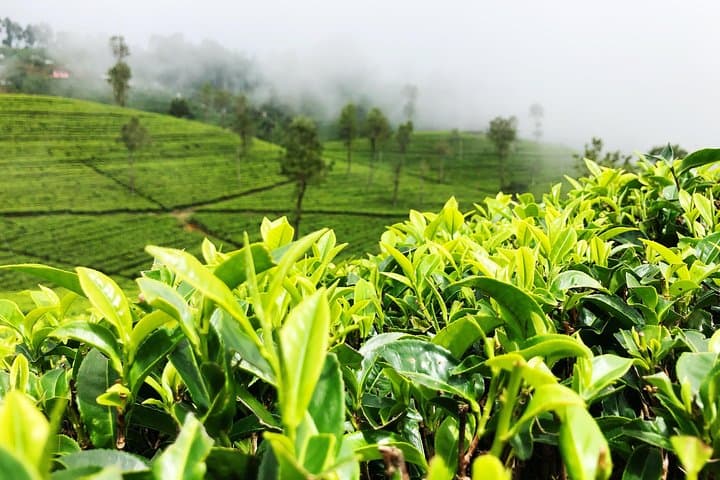 Enchanting Sri Lanka Extended: 19-Day Private Tour from Negombo photo 3