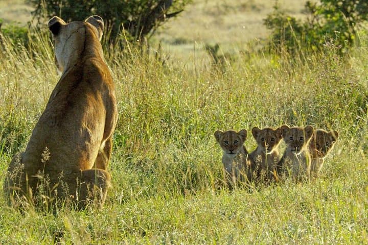 4-Day Tanzania Safari: Tarangire, Serengeti & Ngorongoro Adventure photo 5