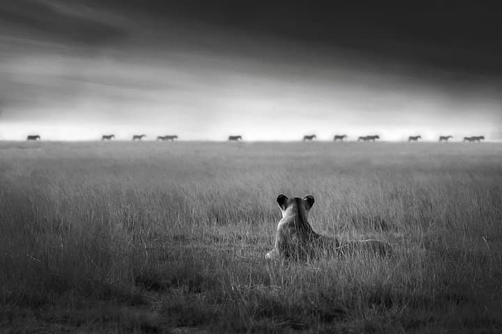 4-Day Tanzania Safari: Tarangire, Serengeti & Ngorongoro Adventure photo 2