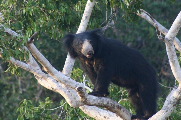 Wilpattu National Park Private Safari: Full-Day Wildlife Drive from Kandy photo 2