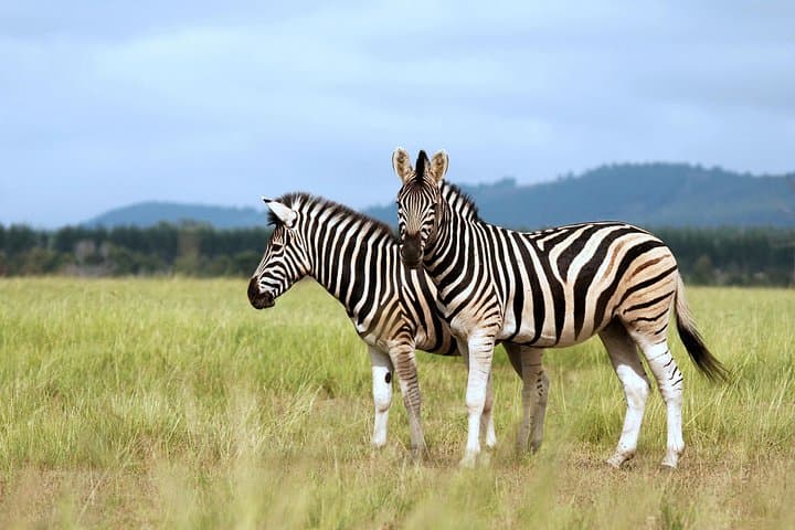 4-Day Safari Through Lake Manyara, Ngorongoro & Serengeti photo 4