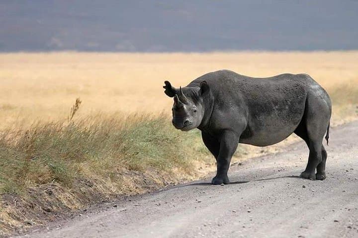 4-Day Safari Through Lake Manyara, Ngorongoro & Serengeti photo 2