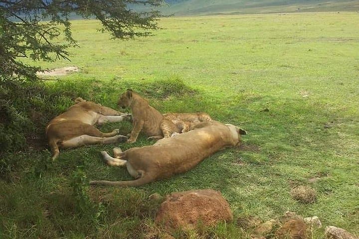 4-Day Safari Through Lake Manyara, Ngorongoro & Serengeti photo 3