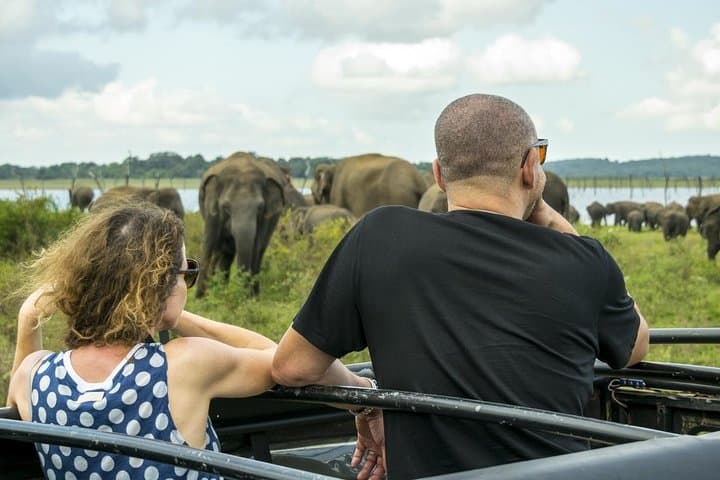 Udawalawe Safari Day Trip — Elephant Safari & Elephant Transit Home Transfer photo 2