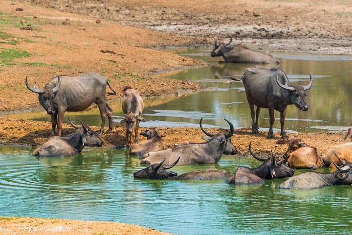 Chasing Leopards: Private Yala Safari Day Trip from Galle photo 6