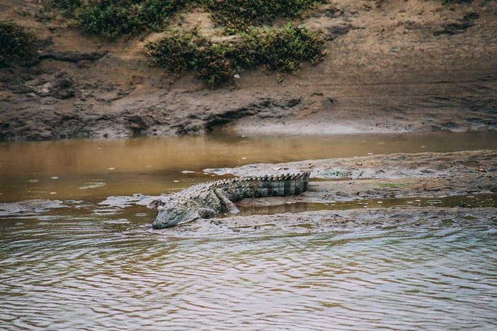 Chasing Leopards: Private Yala Safari Day Trip from Galle photo 5