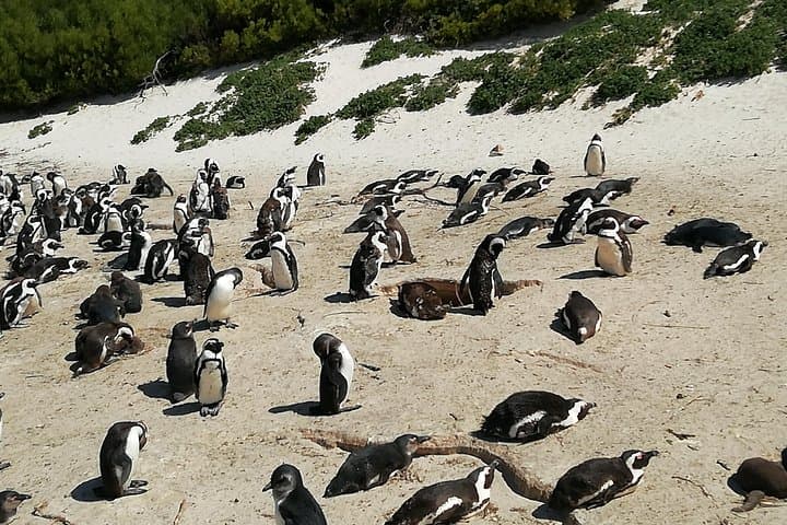 Cape Peninsula Day Tour: Chapman’s Peak, Cape Point & Boulders Beach Penguins photo 6
