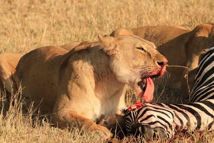 3-Day Serengeti and Ngorongoro Safari: Mid-Range Wildlife Adventure photo 3