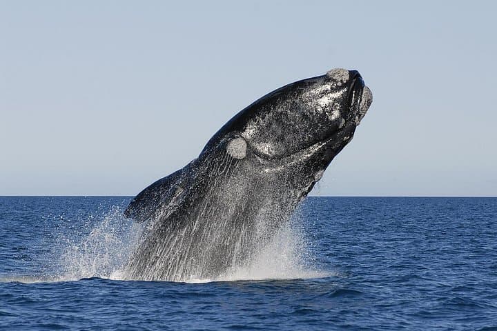 Peninsula Valdes Full-Day Wildlife Tour from Puerto Madryn — Optional Whale Watching photo 4