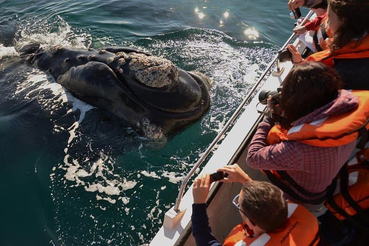 Peninsula Valdes Full-Day Wildlife Tour from Puerto Madryn — Optional Whale Watching
