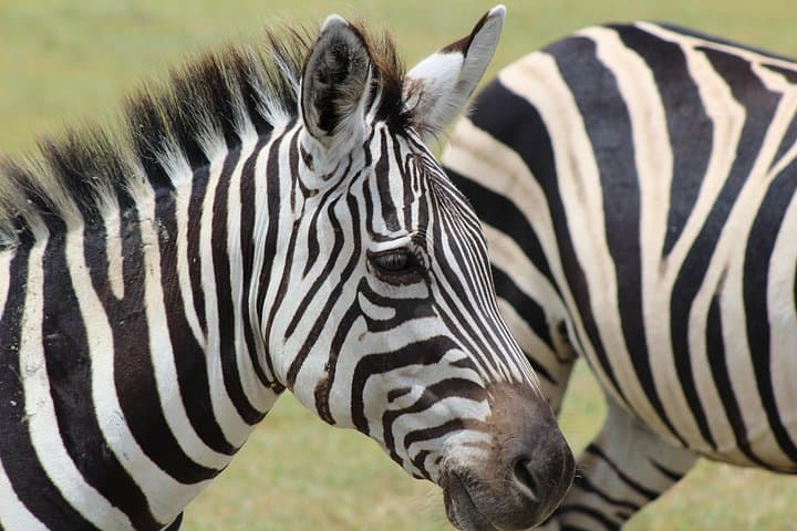 3-Day Mid-Range Safari to Tarangire, Lake Manyara & Ngorongoro Crater photo 4