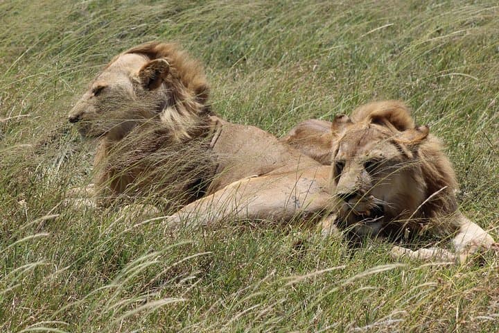 3-Day Mid-Range Safari to Tarangire, Lake Manyara & Ngorongoro Crater photo 3