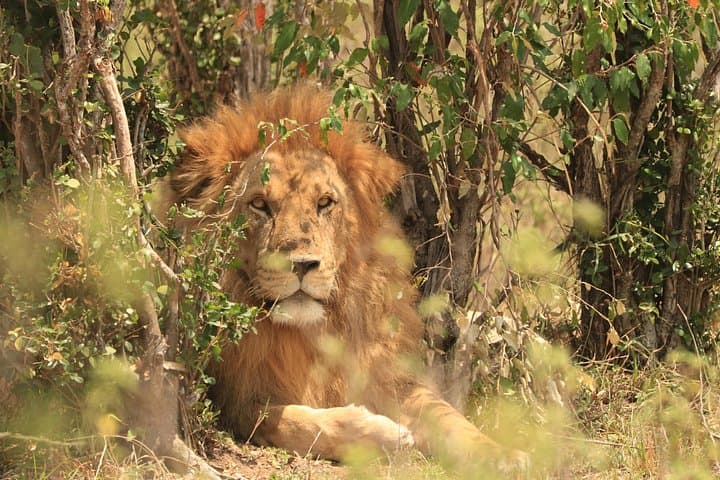 3-Day Mid-Range Safari to Tarangire, Lake Manyara & Ngorongoro Crater photo 2