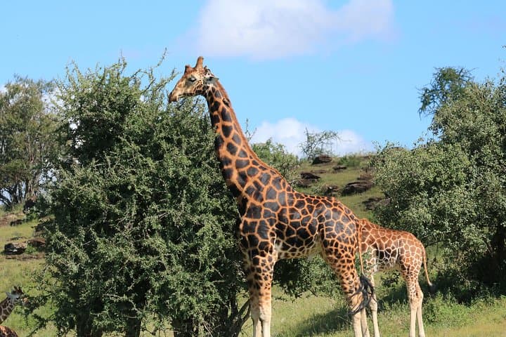Tarangire National Park Day Safari from Arusha — 1-Day Wildlife Game Drive photo 2