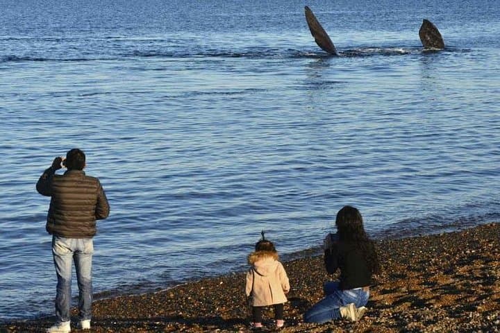 Puerto Madryn City Tour and Punta Loma Sea Lion Colony Excursion photo 2