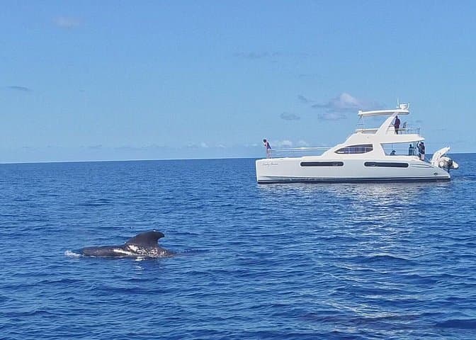 St Lucia Whale and Dolphin Safari: Premium Power Cat Cruise from Castries