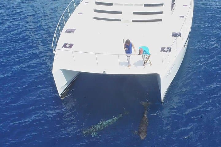 St Lucia Whale and Dolphin Safari: Premium Power Cat Cruise from Castries photo 6
