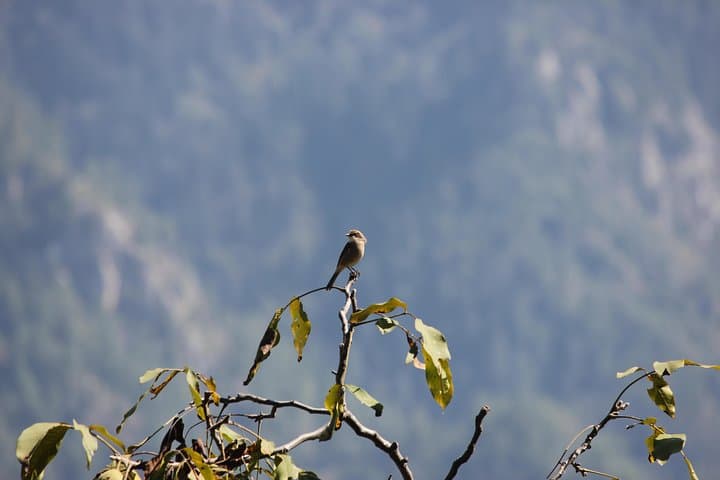 Bird-Watching Hikes around Jibhi: Guided Himalayan Birding and Night Walks