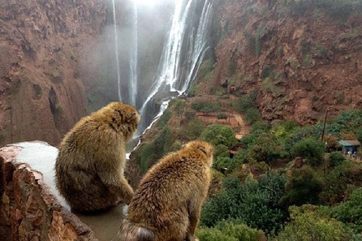 Ouzoud Waterfalls Day Trip from Marrakech — Hike, Pools & Village photo 3