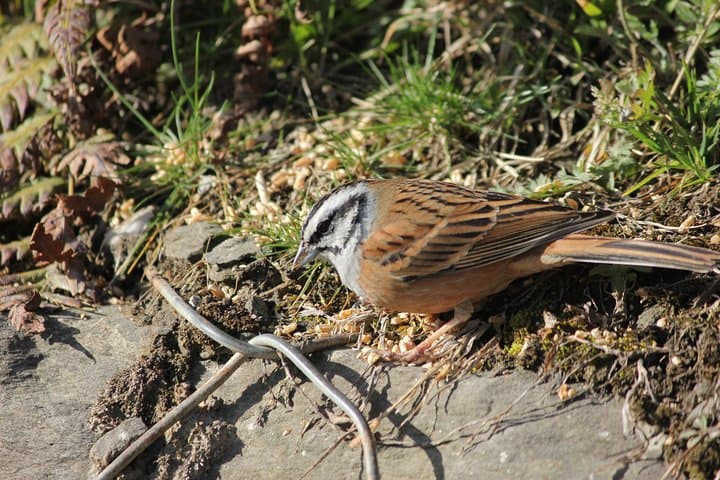 Bird-Watching Hikes around Jibhi: Guided Himalayan Birding and Night Walks photo 2