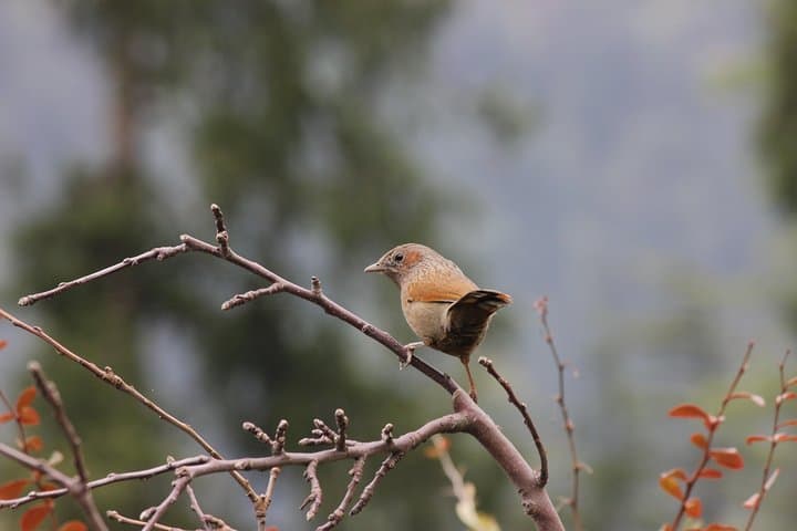 Bird-Watching Hikes around Jibhi: Guided Himalayan Birding and Night Walks photo 4