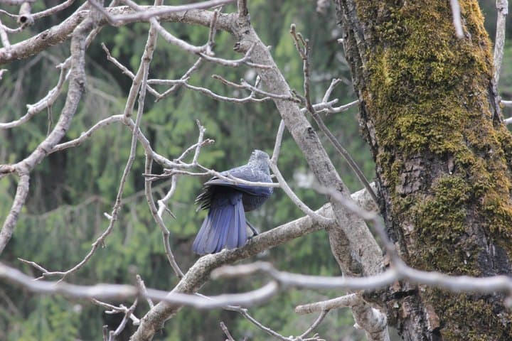 Bird-Watching Hikes around Jibhi: Guided Himalayan Birding and Night Walks photo 5