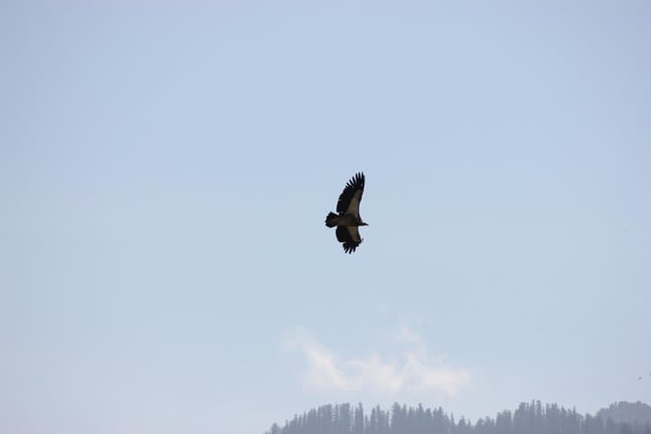 Bird-Watching Hikes around Jibhi: Guided Himalayan Birding and Night Walks photo 6