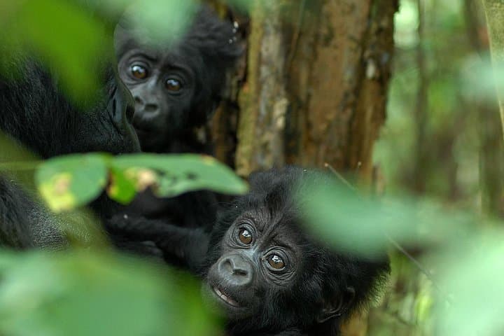 3-Day Rwanda Gorilla Safari: Gorilla Tracking in Volcanoes National Park