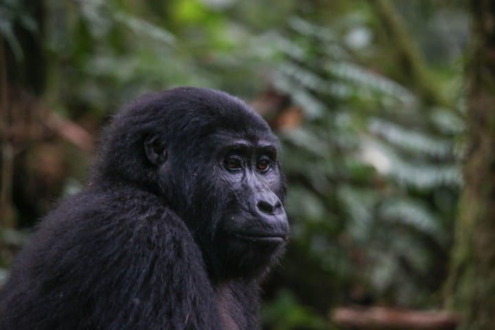 3-Day Rwanda Gorilla Safari: Gorilla Tracking in Volcanoes National Park photo 2