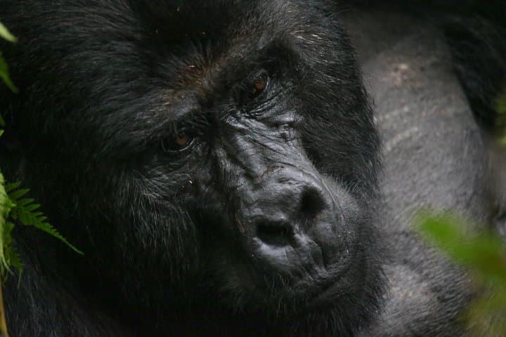 3-Day Rwanda Gorilla Safari: Gorilla Tracking in Volcanoes National Park photo 3