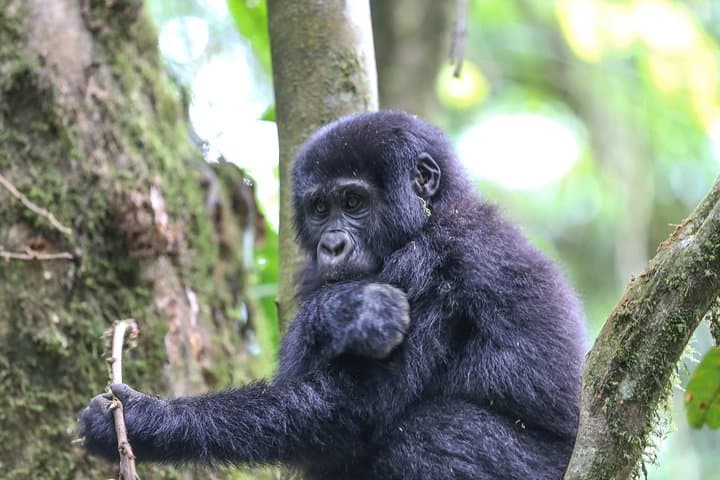 6-Day Uganda Gorilla Adventure: Bwindi Gorilla Trekking & Lake Mutanda Canoe photo 4