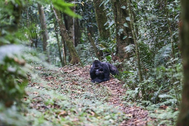 5-Day Gorilla Trekking Safari in Bwindi & Lake Mutanda, Uganda photo 3