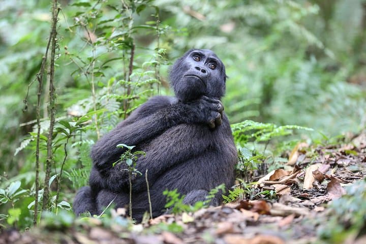 3-Day Rwanda Gorilla Safari: Gorilla Tracking in Volcanoes National Park photo 6