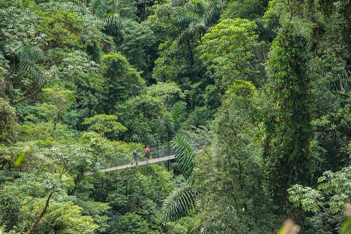 Mistico Hanging Bridges: Arenal Rainforest Canopy Walk in La Fortuna photo 4