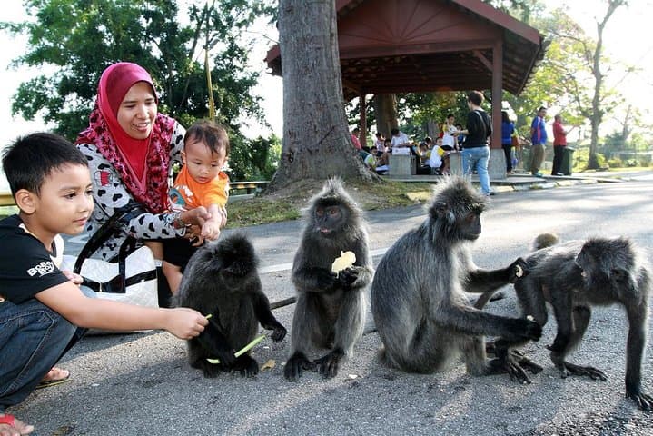 Kuala Selangor Firefly Park: Seafood Dinner & Free Boat Ride Experience photo 5