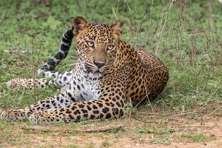 Wilpattu Private Safari from Negombo — Leopard & Elephant Day Trip