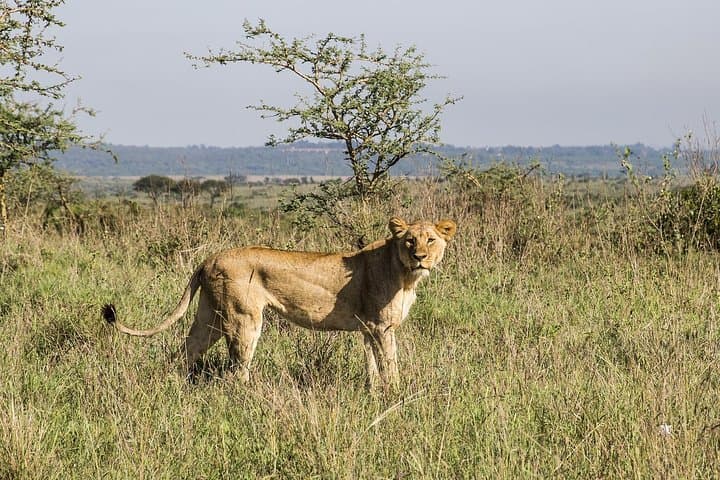 Explore Kenya’s Iconic National Parks: 8-Day Luxury Jeep Safari Adventure photo 3