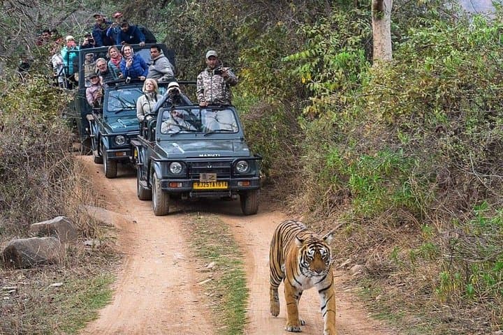 8-Day Golden Triangle: Taj, Tigers & Udaipur Lakes photo 3