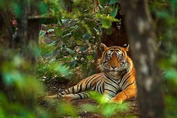 8-Day Golden Triangle: Taj, Tigers & Udaipur Lakes photo 4