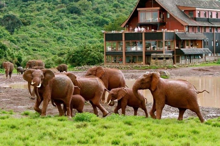 Explore Kenya’s Iconic National Parks: 8-Day Luxury Jeep Safari Adventure