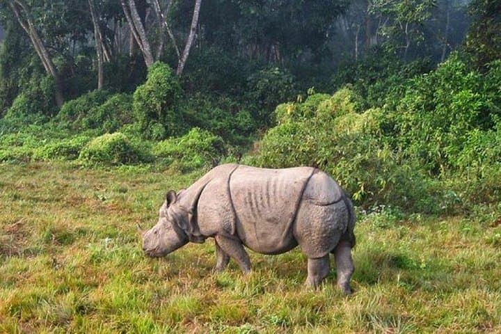 Chitwan Jungle Safari: 2-Night, 3-Day All-Inclusive Wildlife Package from Kathmandu photo 5