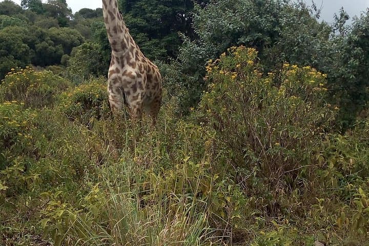 Day Trip to Arusha National Park: Mount Meru Views, Momella Lakes & Wildlife photo 2