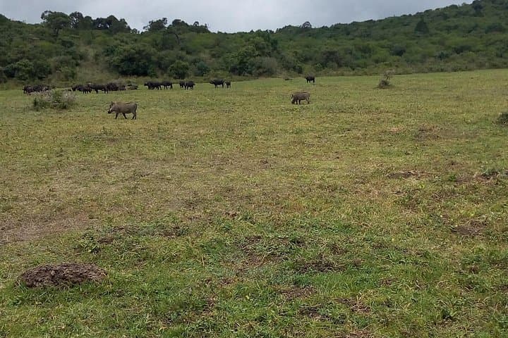 Day Trip to Arusha National Park: Mount Meru Views, Momella Lakes & Wildlife photo 3