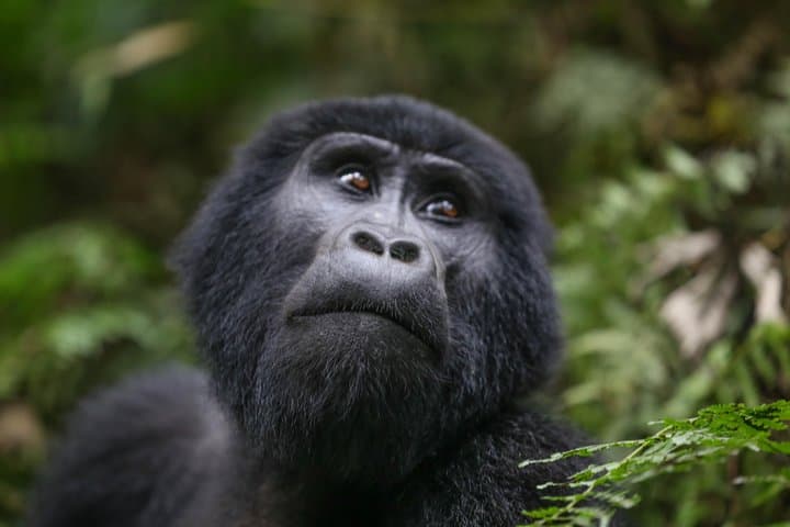 6-Day Uganda Gorilla Adventure: Bwindi Gorilla Trekking & Lake Mutanda Canoe photo 2